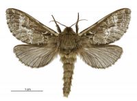Wiseana cervinata (male). Hepialidae: . 