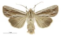 Persectania aversa (male). Noctuidae: Noctuinae. 