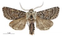 Ichneutica marmorata (male). Noctuidae: Noctuinae. 