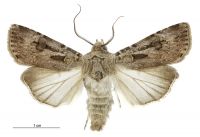 Agrotis munda (male). Noctuidae: Noctuinae. Regular migrant to New Zealand