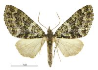 Tatosoma agrionata (female). Geometridae: Larentiinae. 