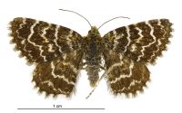 Notoreas ischnocyma (female). Geometridae: Larentiinae. 