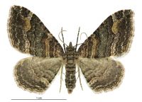 Epyaxa lucidata (female). Geometridae: Larentiinae. 