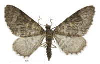 Pasiphila nebulosa (male). Geometridae: Larentiinae. Subantarctic Islands only