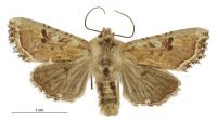 Meterana inchoata (male). Noctuidae: Noctuinae. 