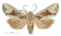 Graphania scutata (male). Noctuidae: Noctuinae. 