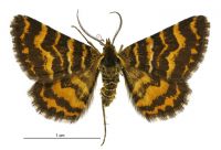 Notoreas perornata (male). Geometridae: Larentiinae. 
