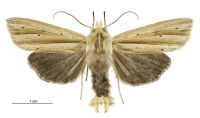 Tmetolophota sulcana (male). Noctuidae: Noctuinae. 