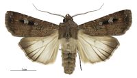 Agrotis infusa (male). Noctuidae: Noctuinae. Regular migrant to New Zealand