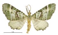 Elvia glaucata (male). Geometridae: Larentiinae. 
