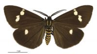 Nyctemera annulata (male). Erebidae: Arctiinae. 