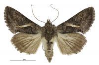 Ctenoplusia albostriata (female). Noctuidae: Plusiinae. 