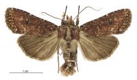 Graphania morosa (male). Noctuidae: Noctuinae. 