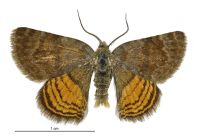 Paranotoreas ferox (male). Geometridae: Larentiinae. 