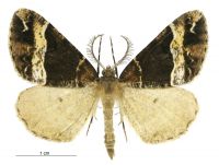 Pseudocoremia fascialata (male). Geometridae: Ennominae. 