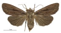 Tmetolophota steropastis (female). Noctuidae: Noctuinae. 