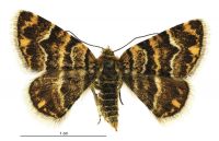 Notoreas chioneres/mechanitis (female). Geometridae: Larentiinae. 