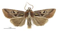 Meterana grandiosa (male). Noctuidae: Noctuinae. 
