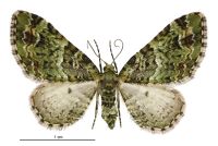 Pasiphila bilineolata (female). Geometridae: Larentiinae. 