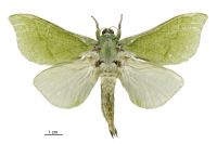 Aenetus virescens (male). Hepialidae: . 