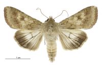 Helicoverpa armigera (male). Noctuidae: Heliothinae. 