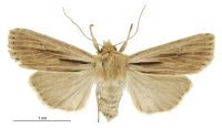 Tmetolophota propria (female). Noctuidae: Noctuinae. 