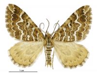 Asaphodes clarata (male). Geometridae: Larentiinae. 