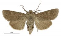 Aletia s.l. sollennis (female). Noctuidae: Noctuinae. 