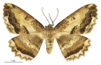 Gellonia dejectaria (female). Geometridae: Ennominae. 