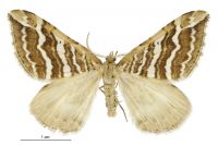 Asaphodes cataphracta (male). Geometridae: Larentiinae. 