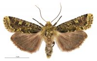 Feredayia graminosa (female). Noctuidae: Noctuinae. 