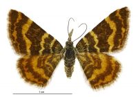 Notoreas chrysopeda (female). Geometridae: Larentiinae. 