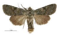 Aletia s.l. virescens (male). Noctuidae: Noctuinae. 