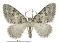 Helastia christinae (male). Geometridae: Larentiinae. 