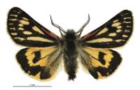 Metacrias huttoni (male). Erebidae: Arctiinae. 