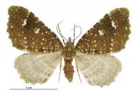 Asaphodes limonodes (female). Geometridae: Larentiinae. 
