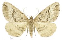 Pseudocoremia melinata (female). Geometridae: Ennominae. 