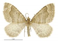 Asaphodes chionogramma (male). Geometridae: Larentiinae. 