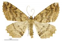 Cleora scriptaria (female). Geometridae: Ennominae. 
