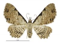Pasiphila fumipalpata (female). Geometridae: Larentiinae. 