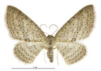Poecilasthena schistaria (female). Geometridae: Larentiinae. 