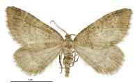 Asaphodes peripheraea (male). Geometridae: Larentiinae. 