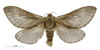 Wiseana copularis (female). Hepialidae: . 