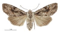 Graphania lindsayi (female). Noctuidae: Noctuinae. 