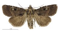 Andesia s.l. pessota (female). Noctuidae: Noctuinae. 
