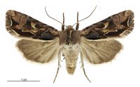 Graphania maya (female). Noctuidae: Noctuinae. 