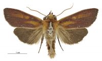 Tmetolophota purdii (male). Noctuidae: Noctuinae. 