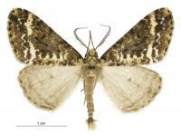Pseudocoremia leucelaea (male). Geometridae: Ennominae. 