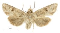Meterana pascoi (female). Noctuidae: Noctuinae. 