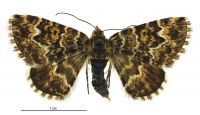 Notoreas arcuata (female). Geometridae: Larentiinae. 